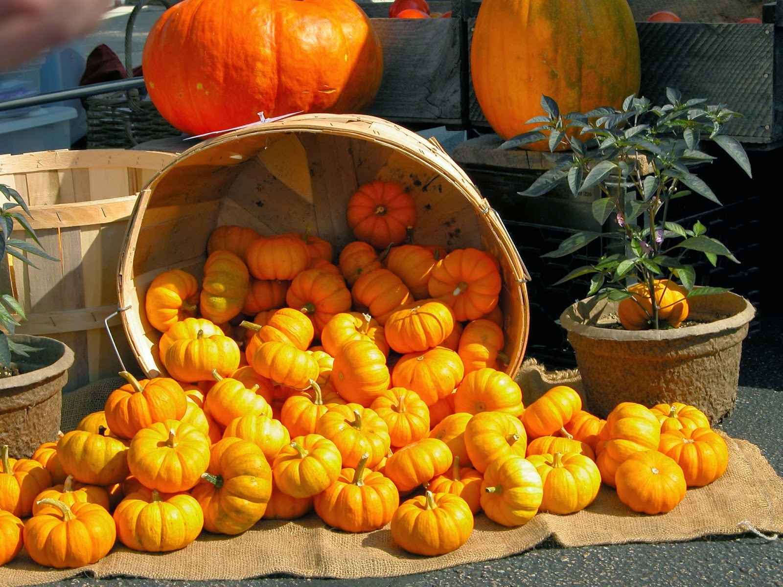 Harvest festival. Harvest Festival в Англии. Праздник сбора урожая в Англии. Фестиваль урожая в Великобритании. Английский праздник урожая.